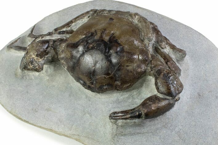 Very Nice Eocene Fossil Crab (Pulalius) - Washington State #375373